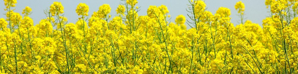 koolzaad